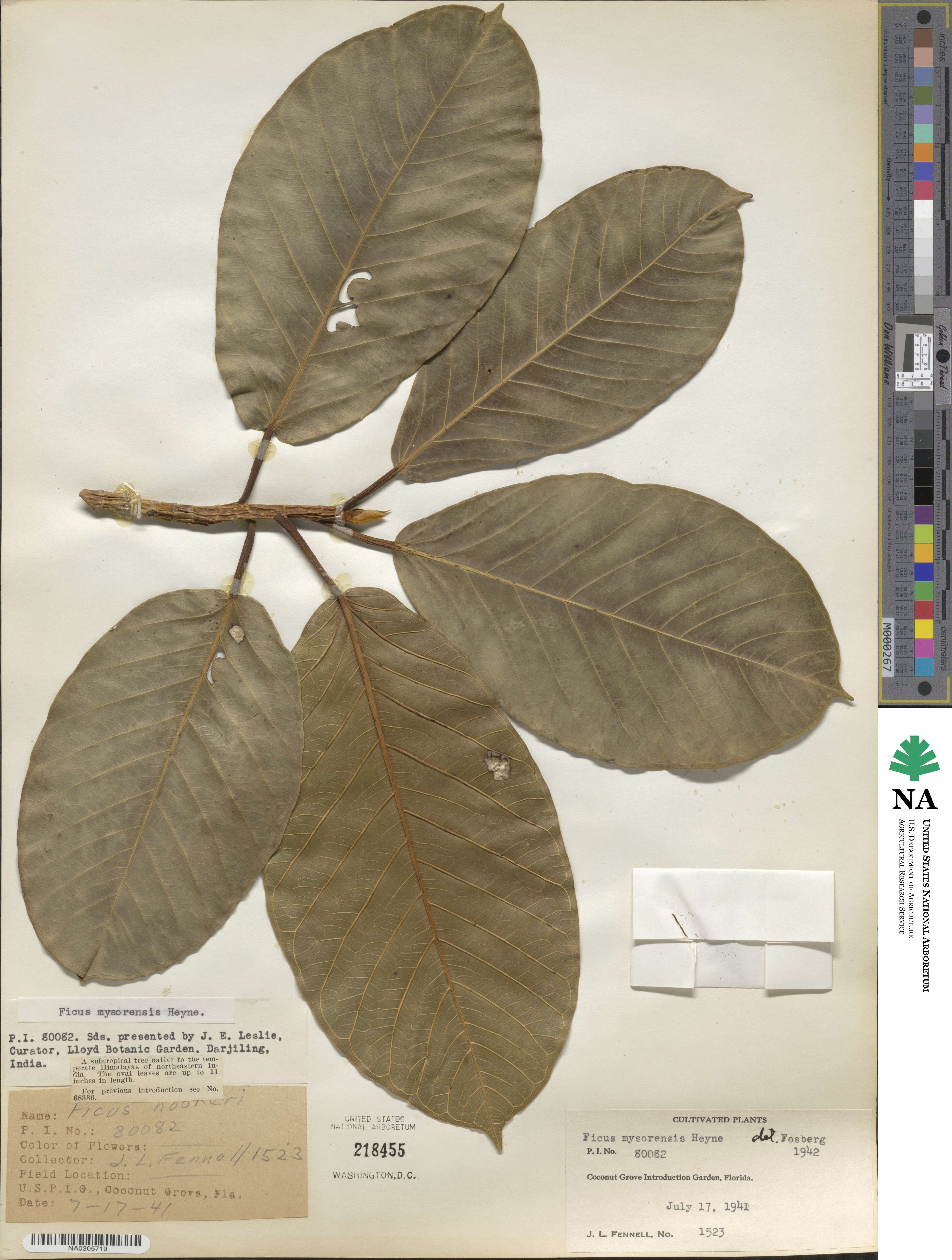 Ficus drupacea image