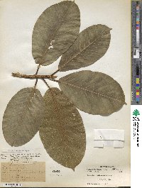 Ficus drupacea image