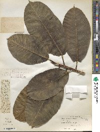 Ficus drupacea image