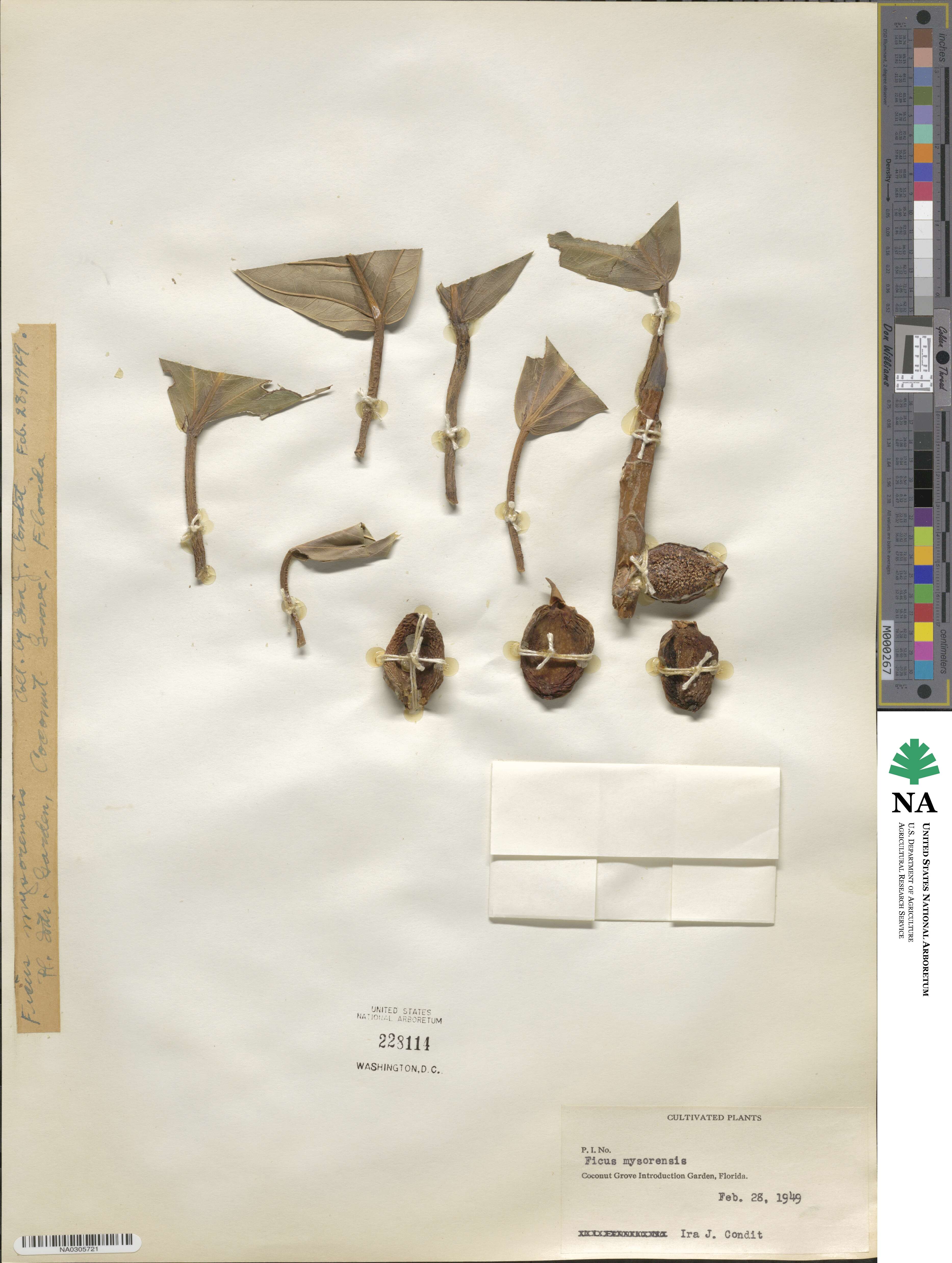 Ficus drupacea image