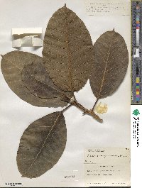 Ficus drupacea image