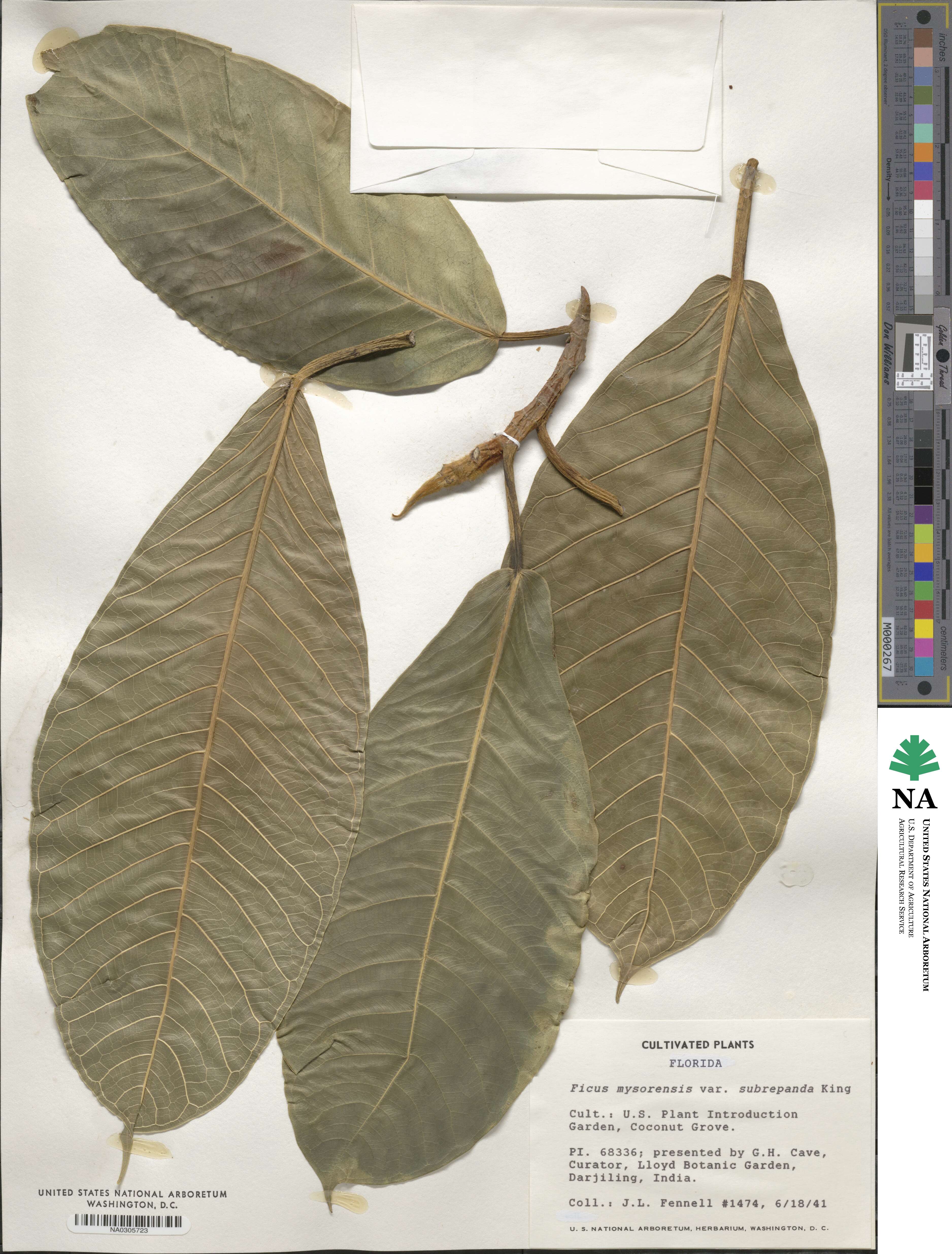 Ficus drupacea image