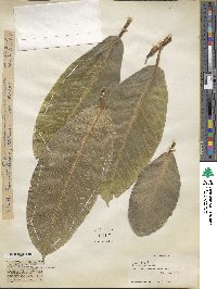 Ficus drupacea image