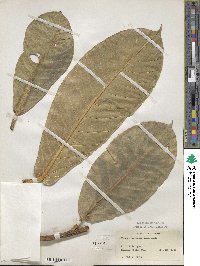 Ficus drupacea image