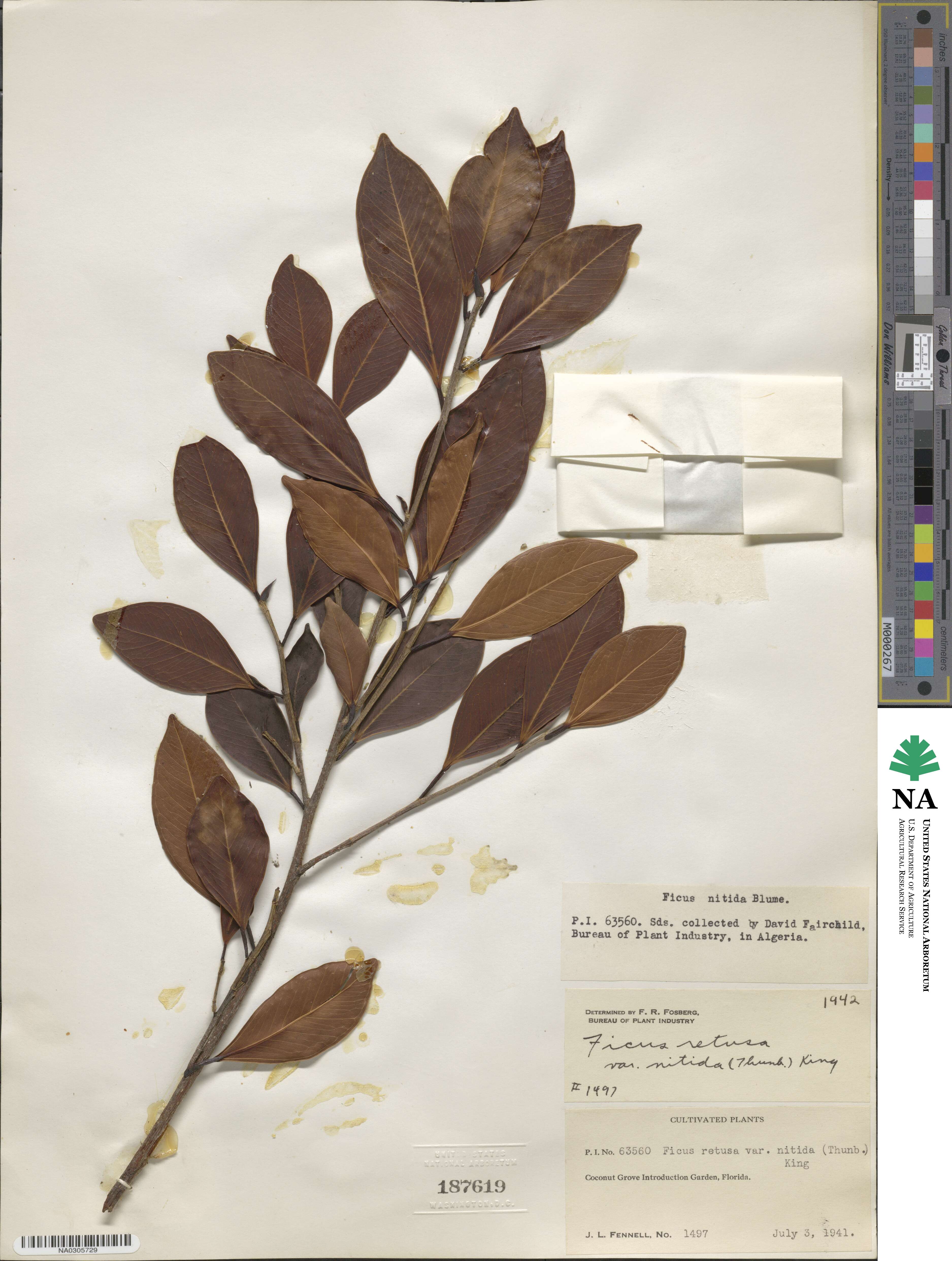 Ficus nitida image