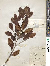 Ficus nitida image