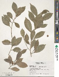 Ficus nitida image