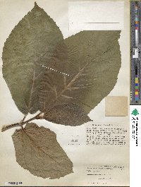 Ficus nota image