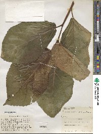 Ficus nota image