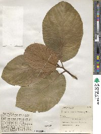 Ficus nota image