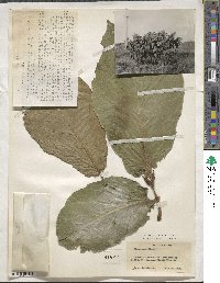 Ficus nota image