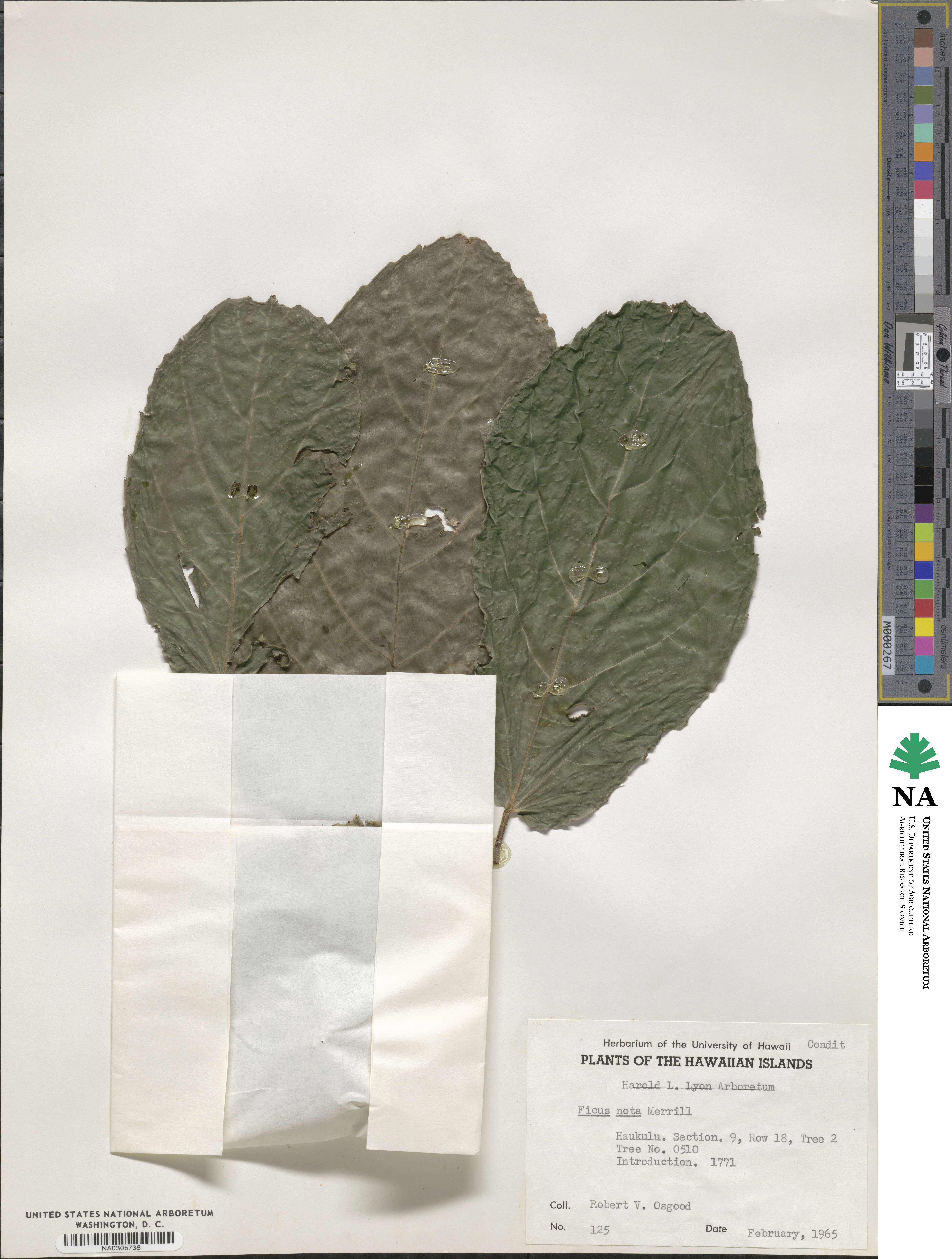 Ficus nota image
