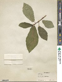 Ficus nota image