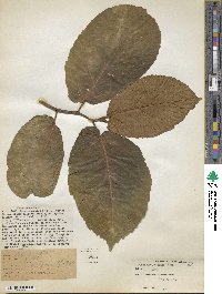 Ficus nota image