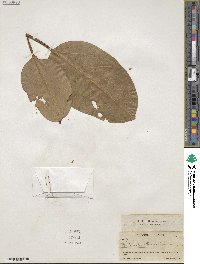 Ficus nota image