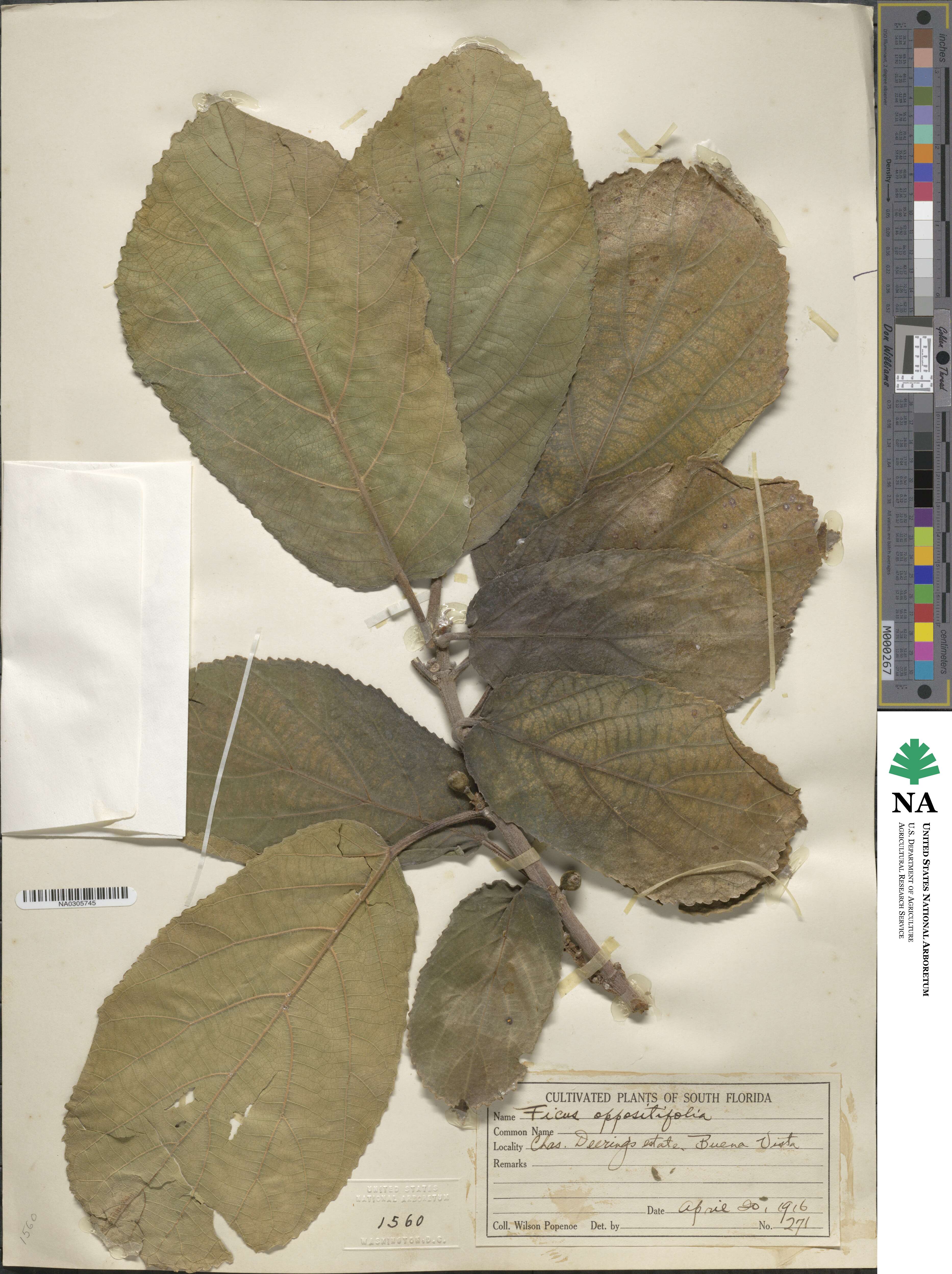 Ficus hispida image