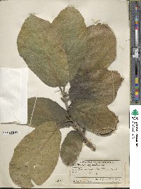 Ficus hispida image