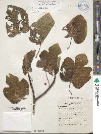 Ficus carica image