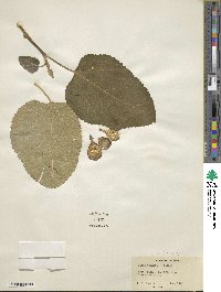 Ficus carica image