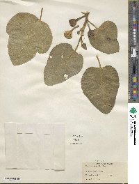 Ficus carica image