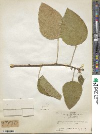 Ficus carica image