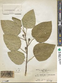 Ficus carica image