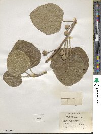 Ficus carica image