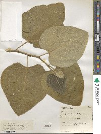 Ficus carica image