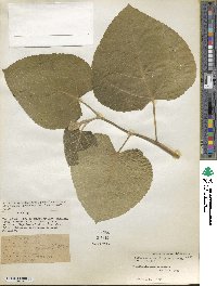 Ficus carica image