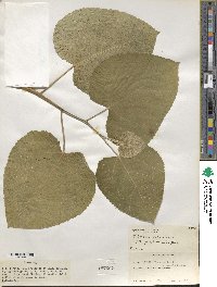 Ficus carica image