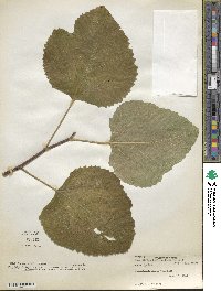 Ficus carica image