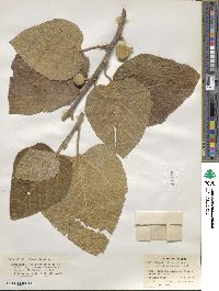 Ficus carica image