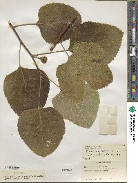 Ficus carica image