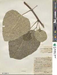 Ficus carica image