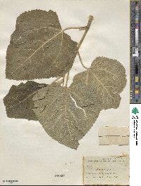 Ficus carica image