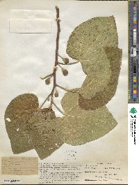 Ficus carica image