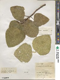 Ficus carica image