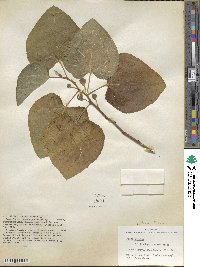 Ficus carica image