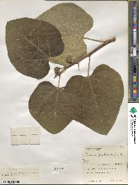 Ficus carica image