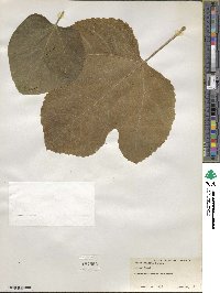 Ficus carica image