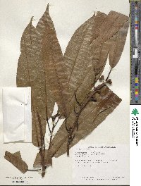 Ficus obliqua image