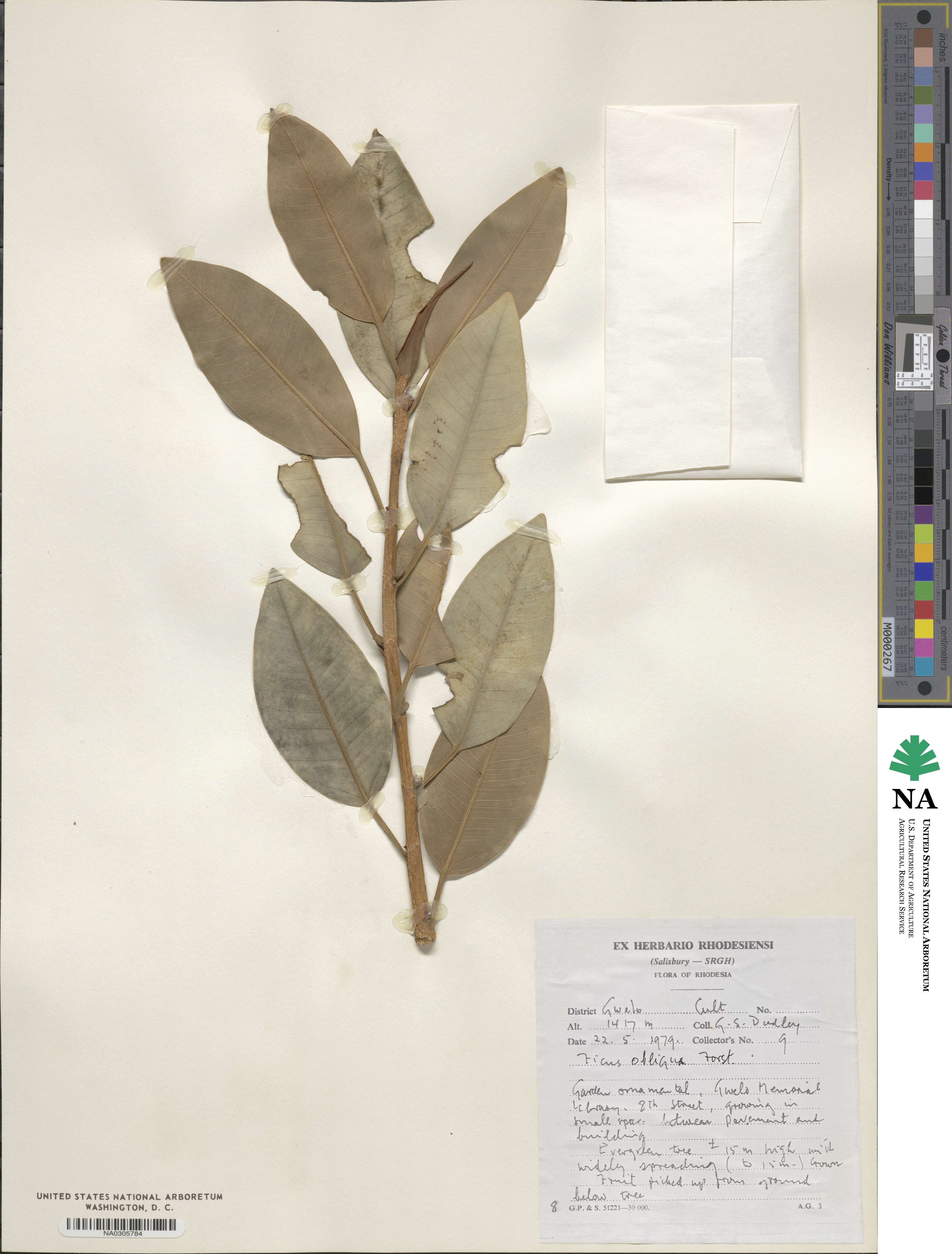 Ficus obliqua image