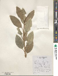 Ficus obliqua image