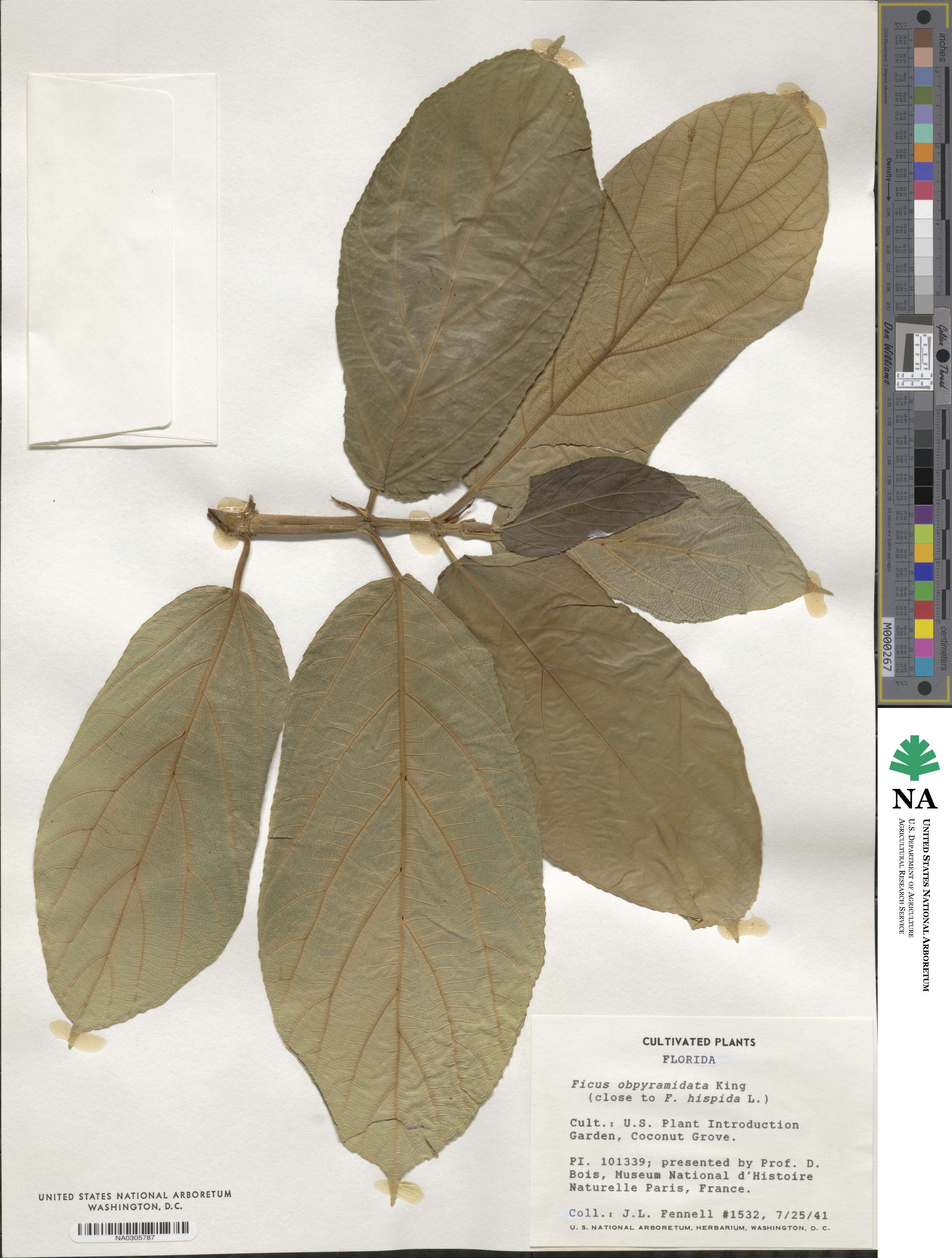 Ficus obpyramidata image