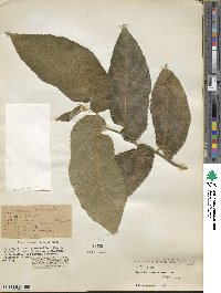 Ficus odorata image