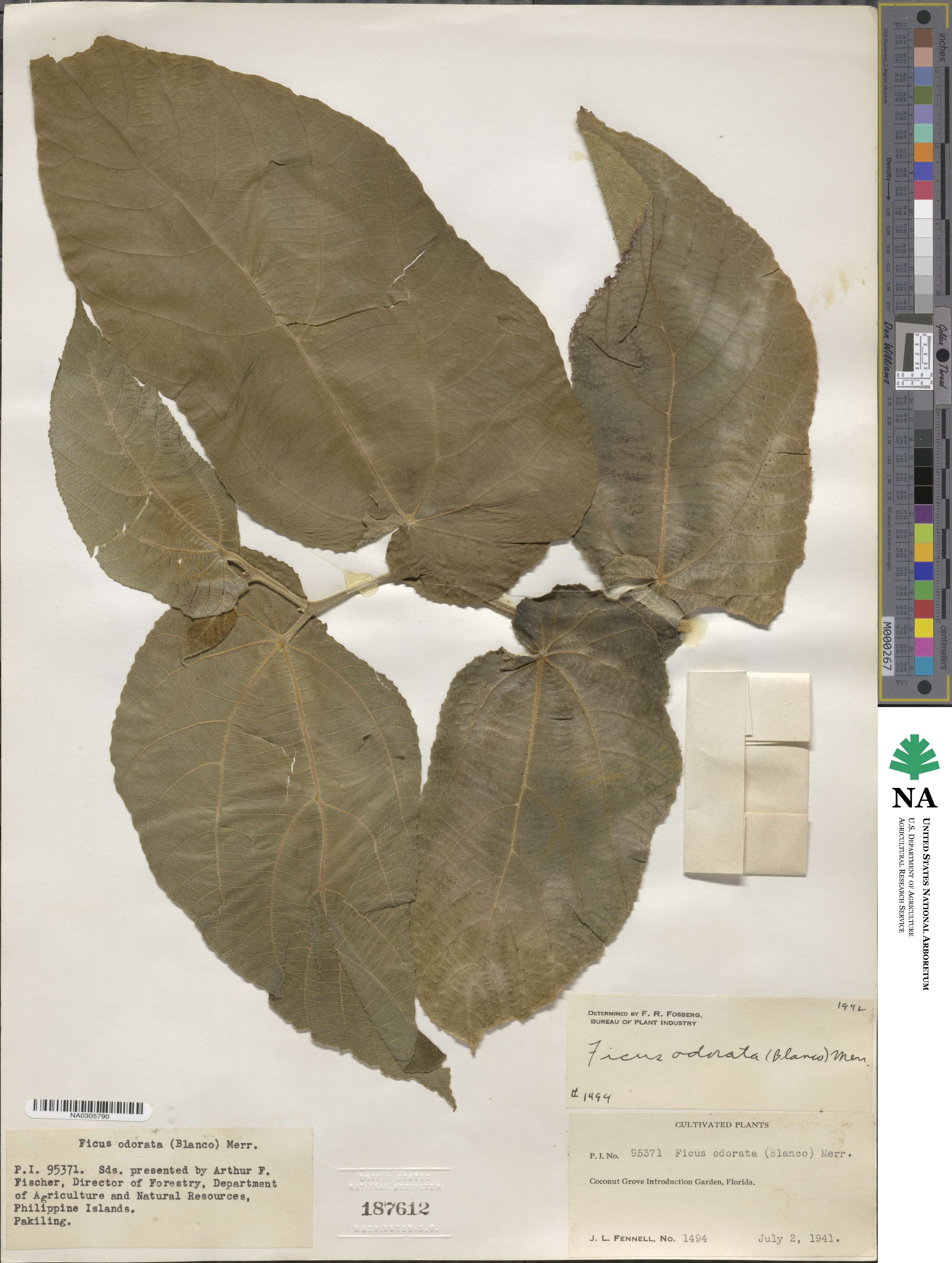 Ficus odorata image