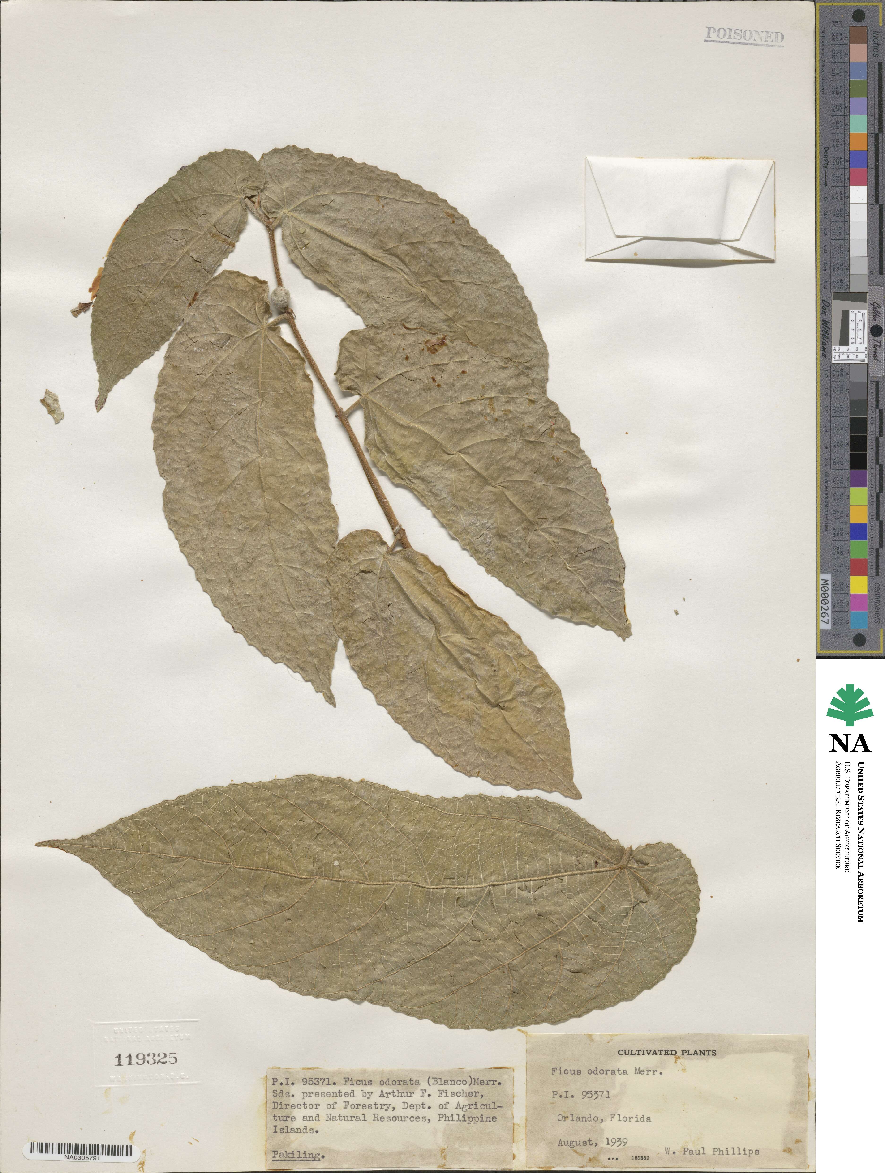 Ficus odorata image