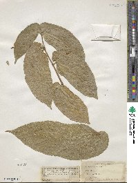 Ficus odorata image