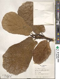 Ficus pandurata image