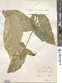 Ficus sycomorus image